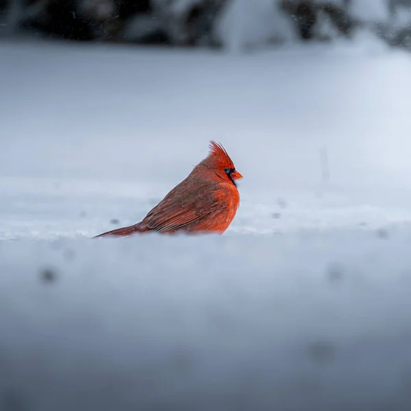 Robin Roșu Pădure — Fotografie, imagine de stoc
