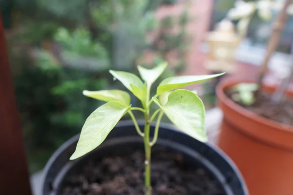 Green Plant Pot Windowsill — Stock Photo, Image