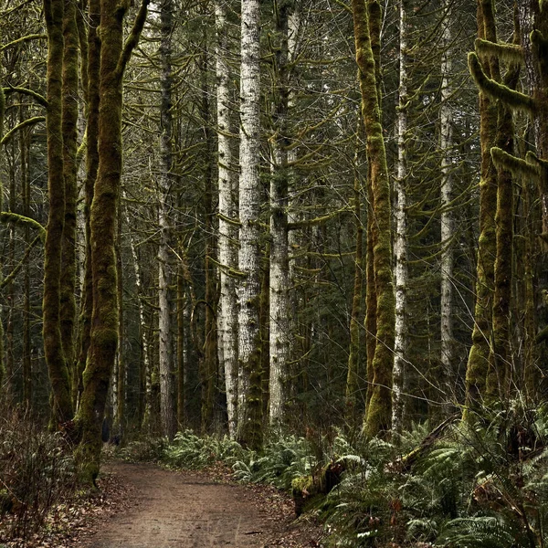 森林中的小径 — 图库照片