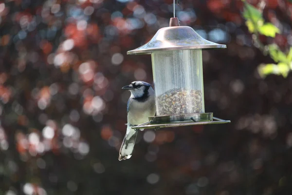 Oiseau Sur Une Branche Arbre — Photo