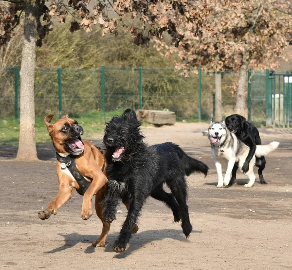 Honden Het Park — Stockfoto