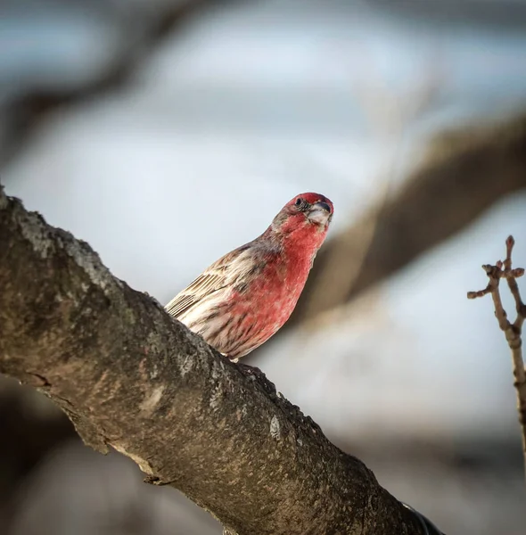 Pic Poitrine Rouge Sur Une Branche — Photo