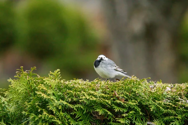 Pájaro Está Sentado Una Rama Árbol —  Fotos de Stock