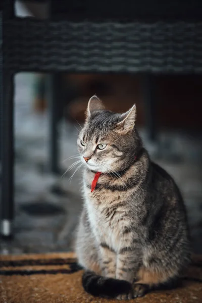 Kat Zittend Vloer — Stockfoto