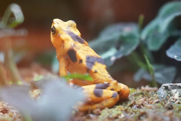 Close Van Een Kikker Tuin — Stockfoto