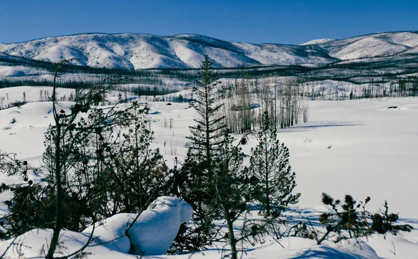 Bellissimo Paesaggio Invernale Con Alberi Innevati — Foto Stock