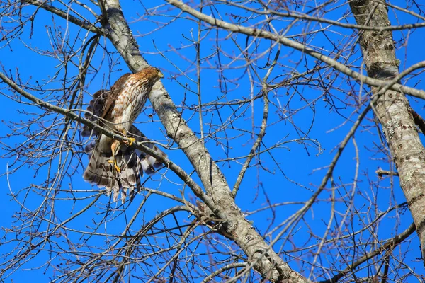 Een Vogelnest Een Boomtak — Stockfoto