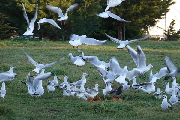 Gölde Beyaz Kazlar — Stok fotoğraf
