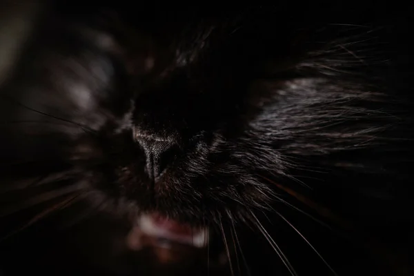 Černá Kočka Bílým Pozadím — Stock fotografie