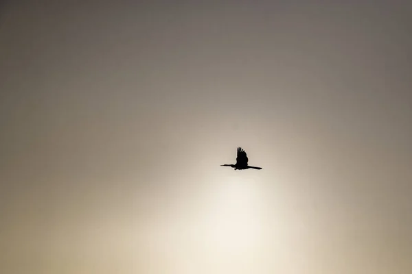 Gaivota Voando Céu — Fotografia de Stock