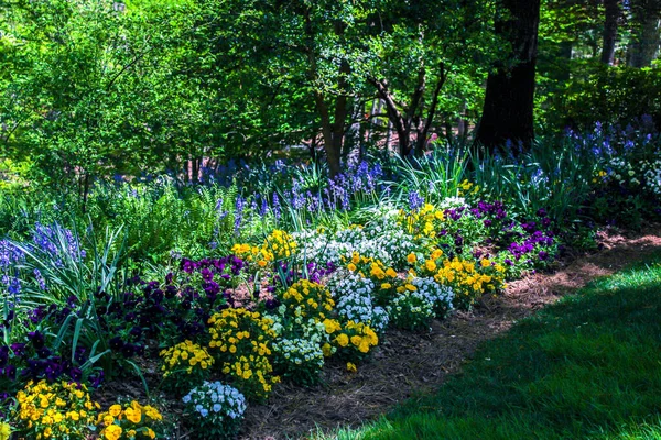 Belles Fleurs Poussant Dans Jardin — Photo