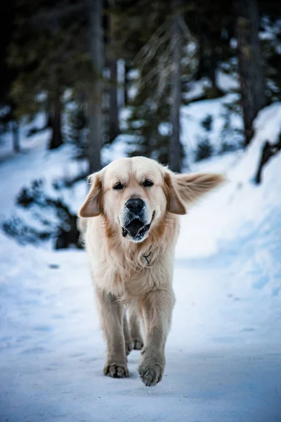 Dog Snow — Stock Photo, Image