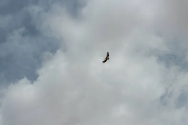 Gökyüzünde Uçan Bir Kuş Sürüsü — Stok fotoğraf