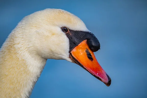 湖の白い白鳥 — ストック写真