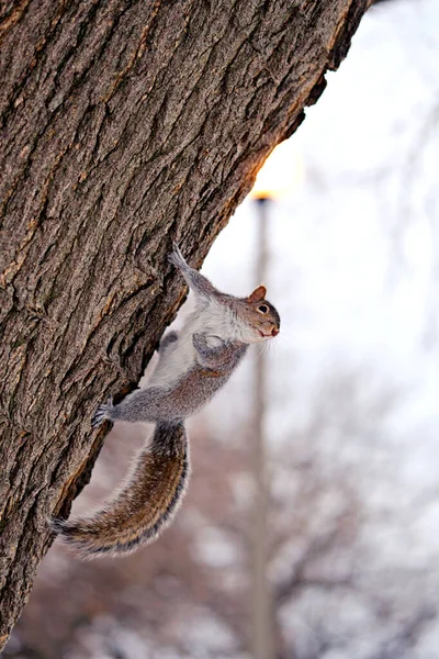 Gros Plan Jeune Beau Cerf Dans Arbre — Photo