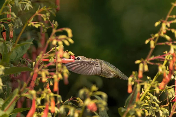 Mooie Opname Van Vogel Natuurlijke Habitat — Stockfoto