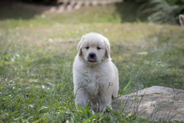Милий Собака Парку — стокове фото