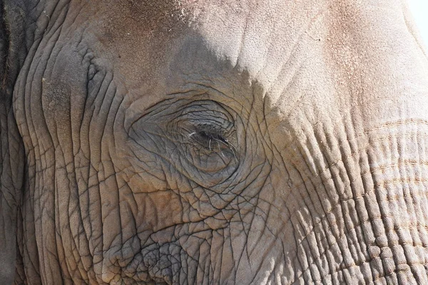 Elefante Africano Loxodonta Africana Vida Selvagem — Fotografia de Stock