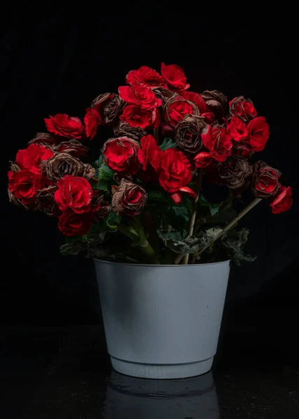 Rosas Rojas Jarrón Sobre Fondo Negro — Foto de Stock