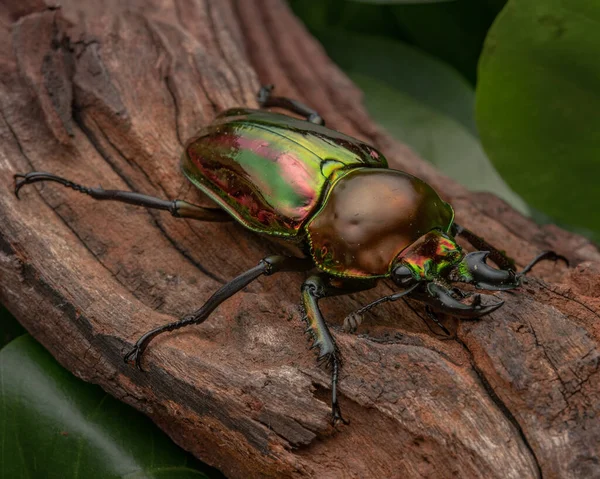 Vahşi Doğada Böceğin Yakın Çekim — Stok fotoğraf
