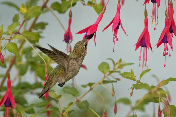 Schöne Aufnahme Eines Vogels Natürlichem Lebensraum — Stockfoto