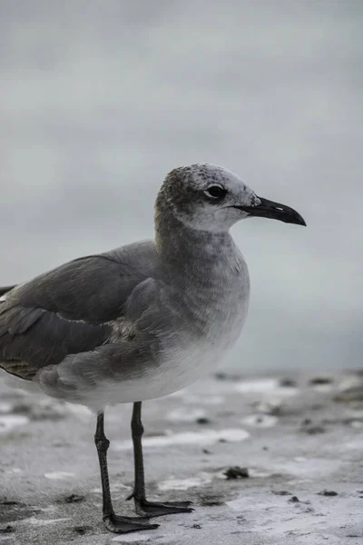 Black White Seagull Sea — Stock Photo, Image