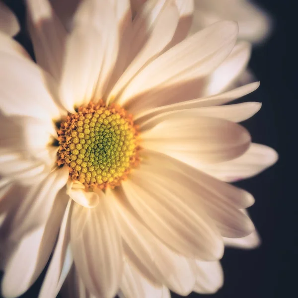 Schöne Blumen Wachsen Garten — Stockfoto