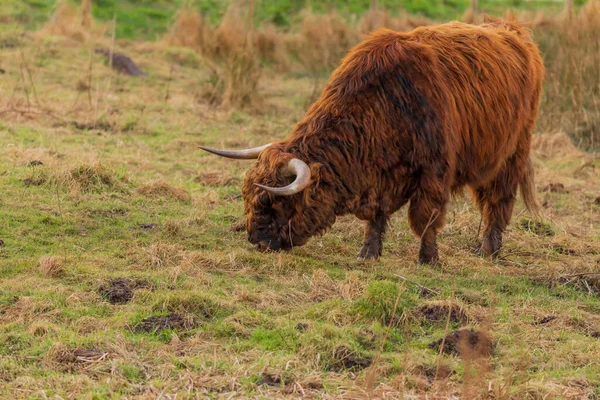 Bisonte Pelo Castaño Campo —  Fotos de Stock