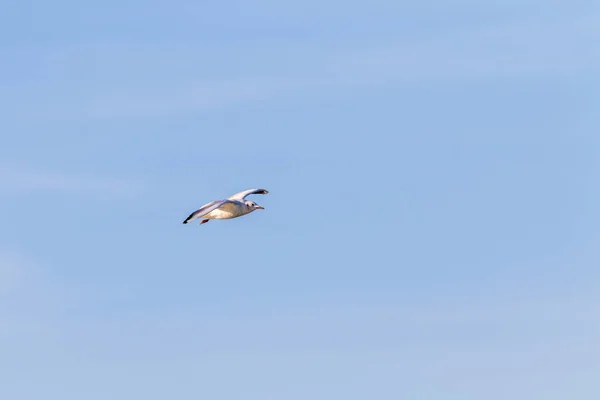 Mås Som Flyger Skyn — Stockfoto