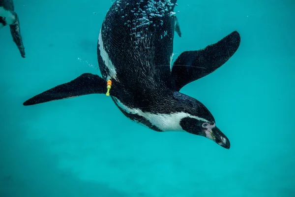 Hermoso Pingüino Mar — Foto de Stock