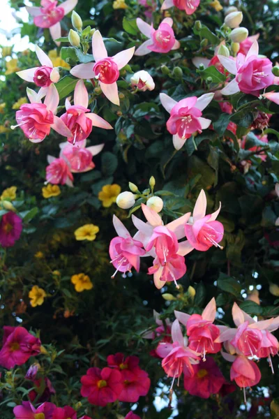 Hermosas Flores Jardín — Foto de Stock