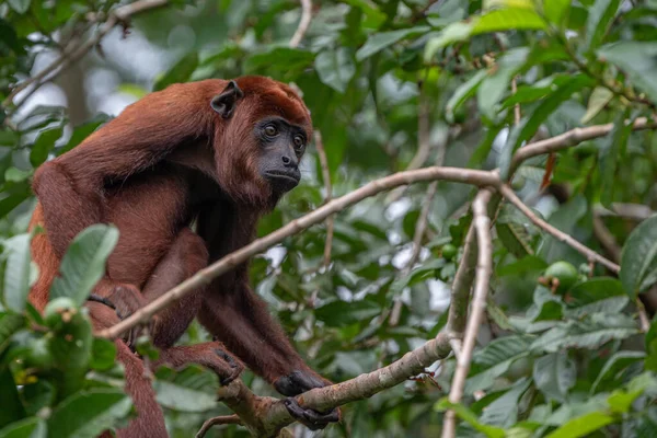 Орангутан Джунглях — стоковое фото