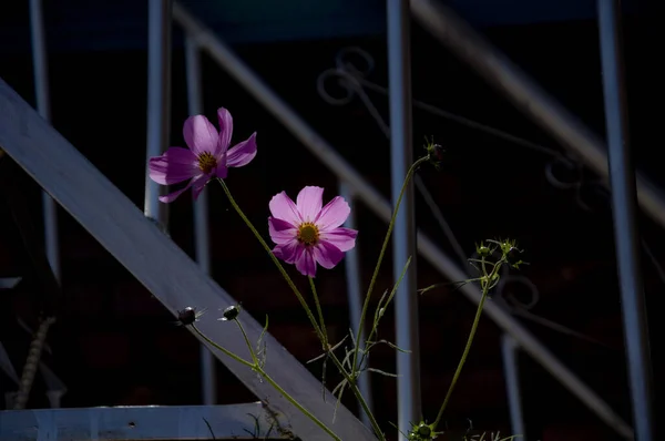 Belles Fleurs Dans Jardin — Photo