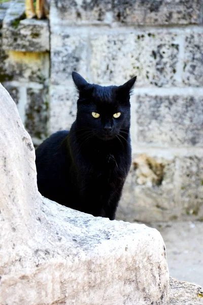 Μαύρη Γάτα Στην Πόλη — Φωτογραφία Αρχείου