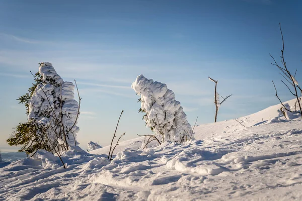 雪に覆われた木々の美しい冬の風景 — ストック写真