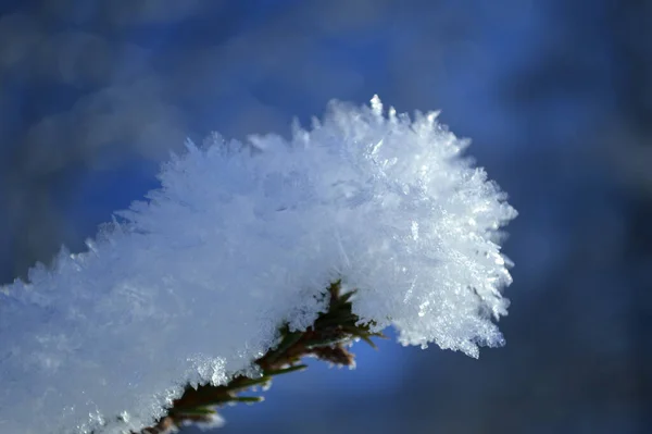 Χιόνι Στα Κλαδιά Ενός Δέντρου Στο Δάσος — Φωτογραφία Αρχείου