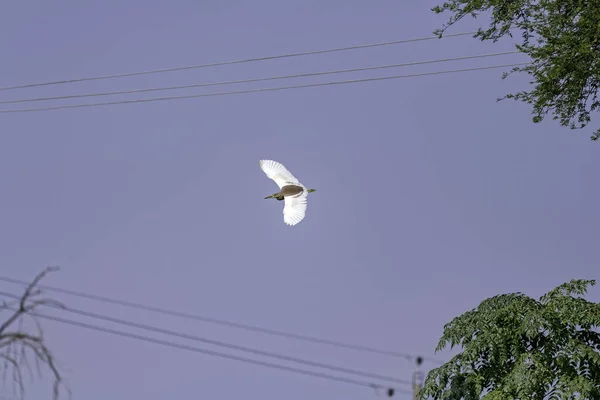 Fågel Flyger Skyn — Stockfoto