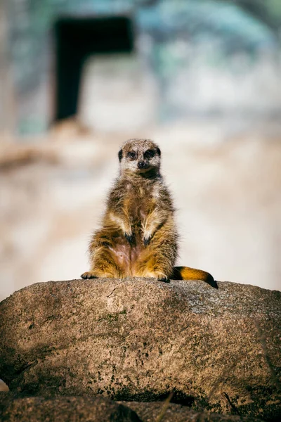 Meerkat Suricata Suricatta Vilda Djur Fauna Däggdjur Djur Natur Människor — Stockfoto