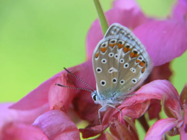 Mariposa Una Flor —  Fotos de Stock