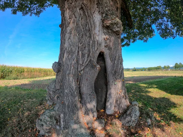 Hermosa Vista Naturaleza — Foto de Stock