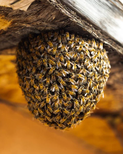 Abeille Sur Tournesol — Photo