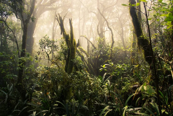 Bela Floresta Tropical Pela Manhã — Fotografia de Stock