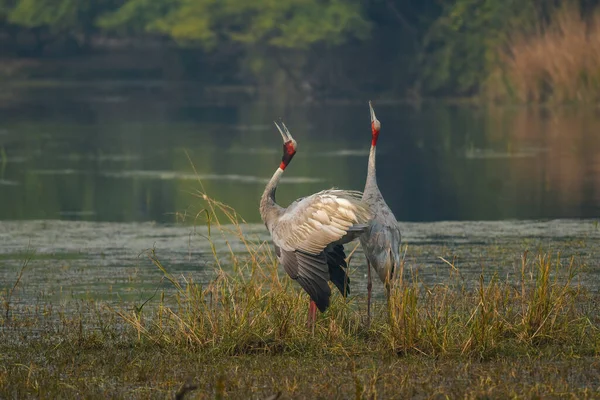 Cegonha Branca Pelecanus Onocrotalus Ciconia Pássaro Canadá — Fotografia de Stock