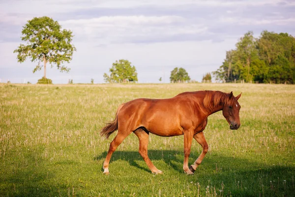 Cheval Dans Champ — Photo