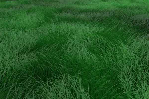 Green Grass Texture Abstract Background Copy Space — Stock Photo, Image