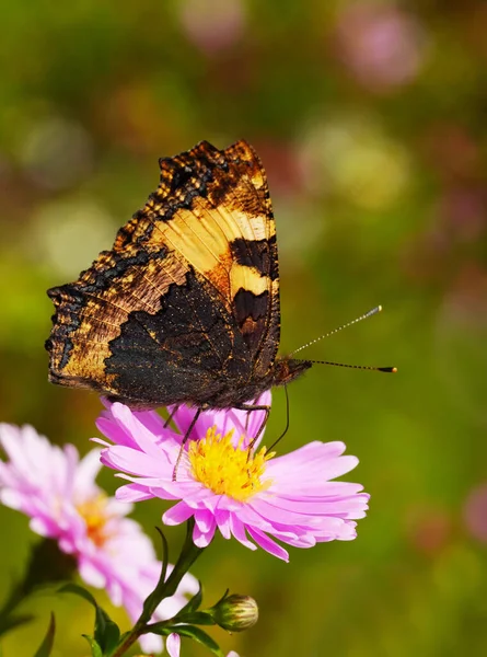 Крупним Планом Красива Метелик Сидить Квітці — стокове фото