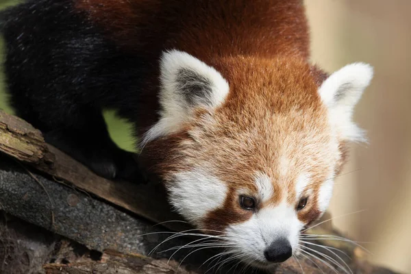 Roztomilý Panda Stromě Pozadí Přírody — Stock fotografie