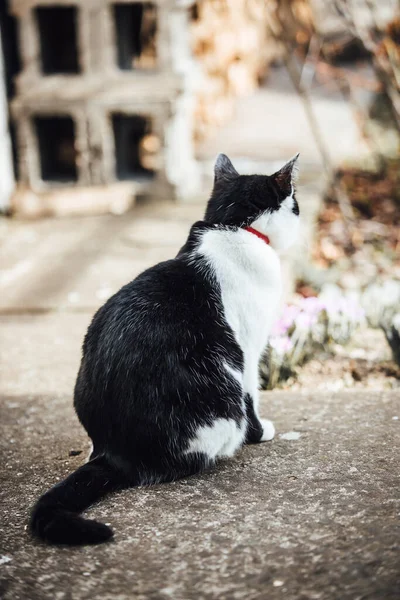 Γάτα Στο Δρόμο — Φωτογραφία Αρχείου