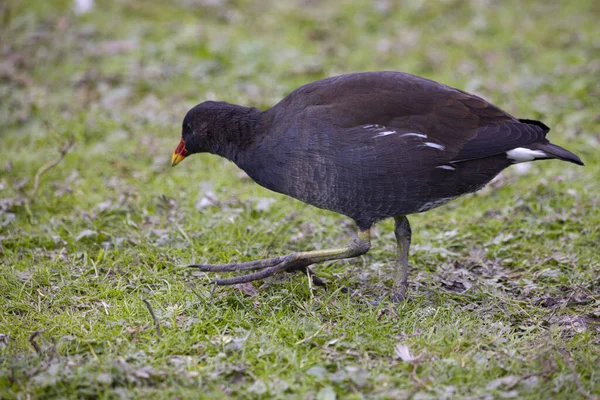 Yeşil Çimlerin Üzerinde Siyah Bir Kuşun Yakın Plan Çekimi — Stok fotoğraf