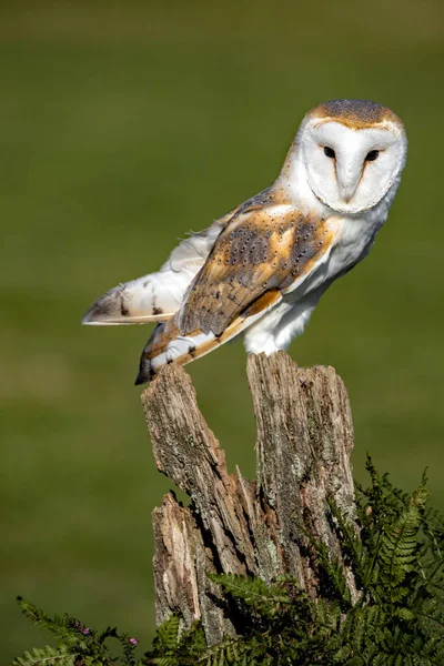 Scenic View Beautiful Bird Nature Owl — Stock Photo, Image